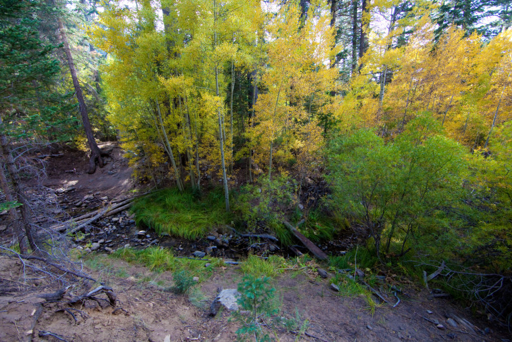 This Fall Season see Fall Colors in Big Bear 